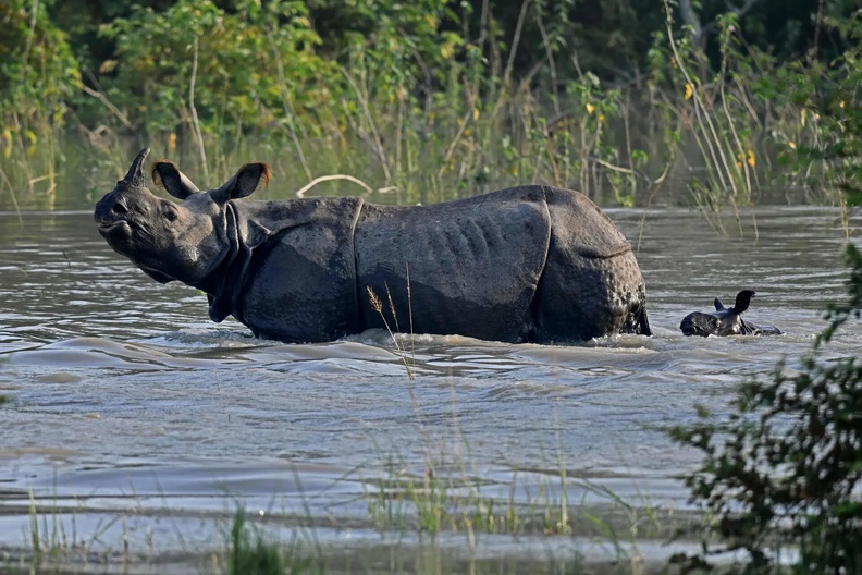 Indian one-horned rhino with calf, Pobitora Wildlife Sanctuary, Guwahati, India